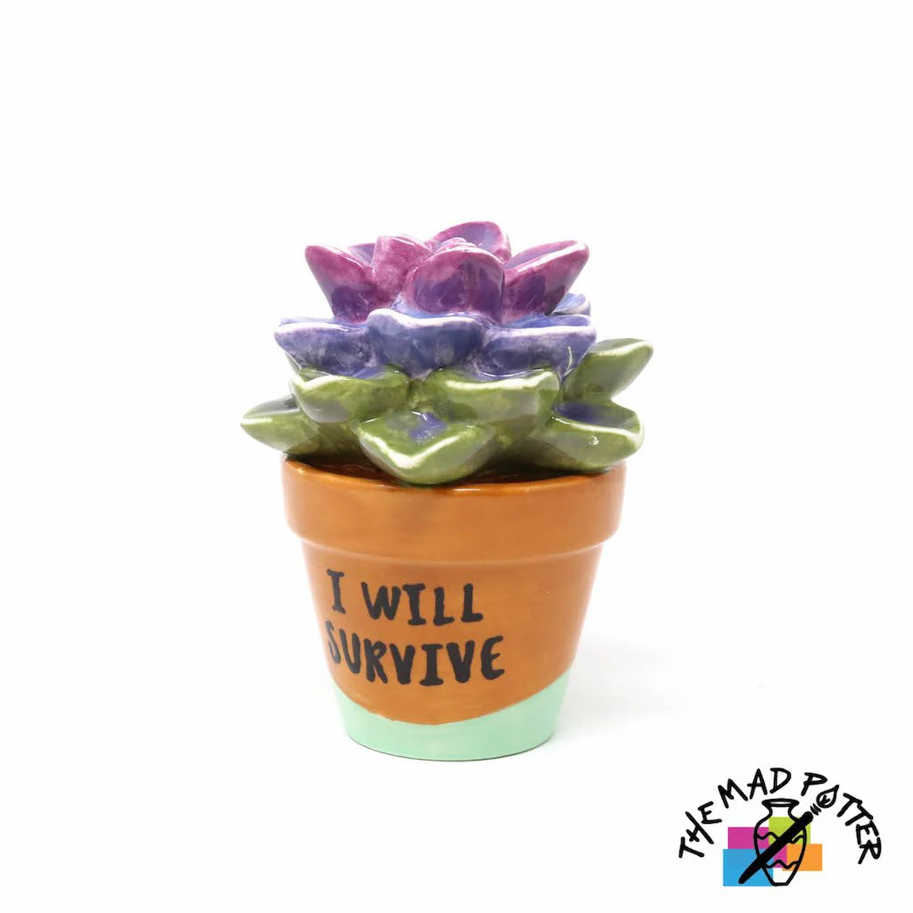 🌵 Succulent in a Pot